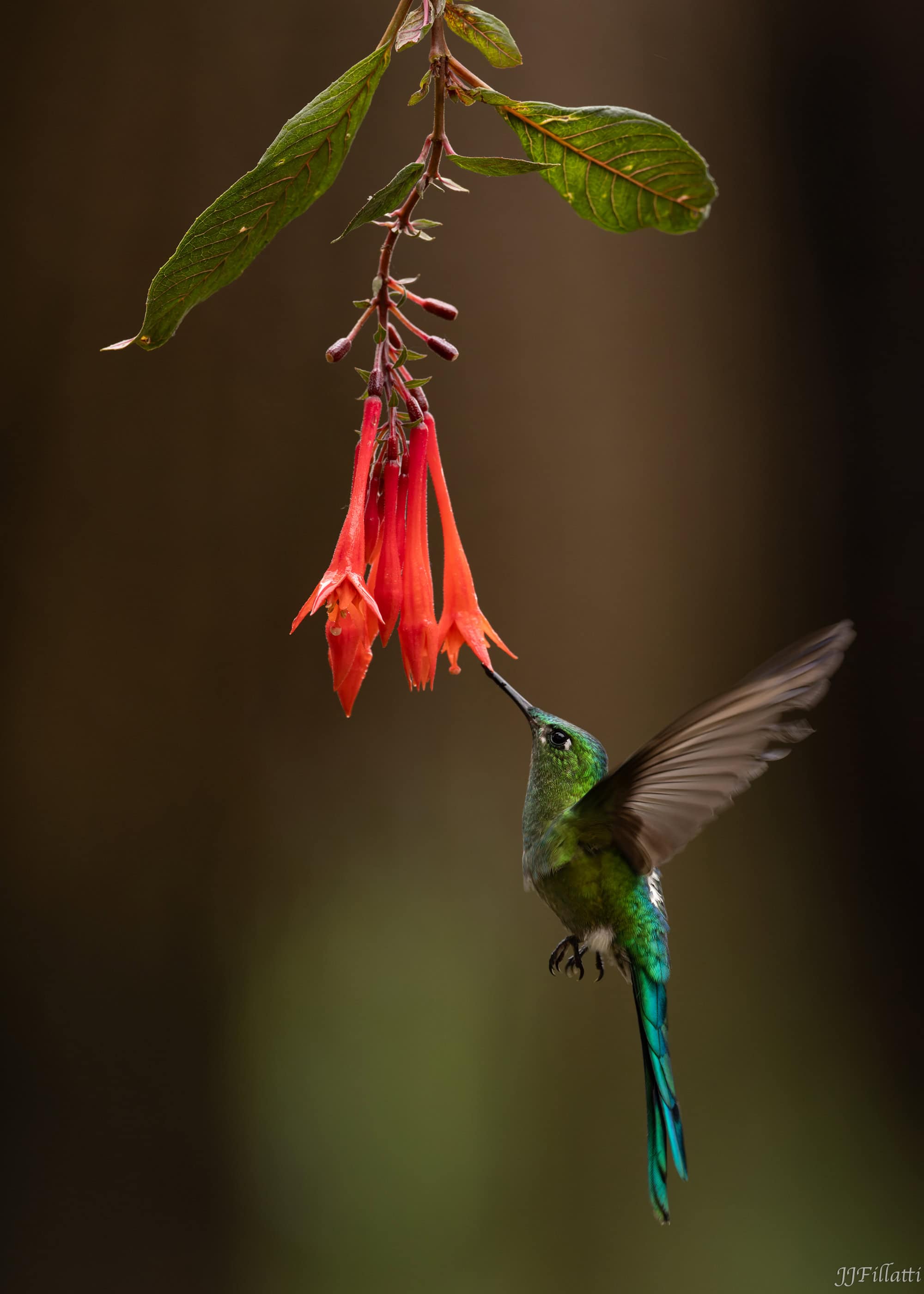 bird of colombia image 24